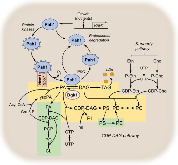 Food Science - George M. Carman Research
